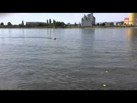 Tiller von Kuhlmann " Flitze Feuerzahn" Erstfahrt