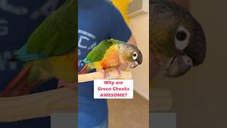 Why are Green Cheeks Awesome? ❤️ #greencheekedconure #parrot