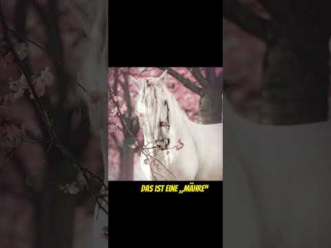 Na Wehr weiß es? 😁#pferde #wissen #Pferdesindleben