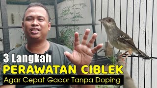 Download lagu CARE FOR CABLEK BIRD TO MAKE IT SING WITHOUT DOPING || TIPS FOR CARE FOR CABLEK TO MAKE IT SING A... mp3
