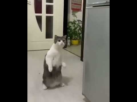 The Best Weird Cats Make You Happy 😂 #Shorts #youtubeshorts #cats #loster