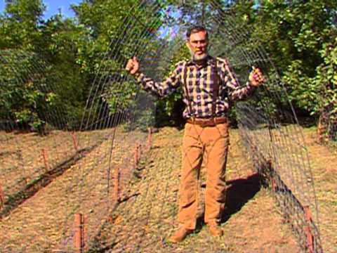 Trellis for Gourds