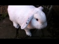 Ellie Rabbit - in the flower beds 