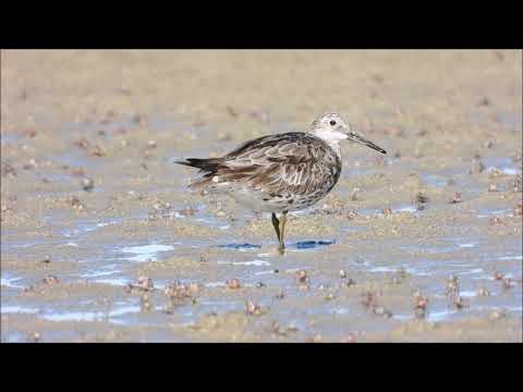 Great Knot Port Hacking 22/9/2021