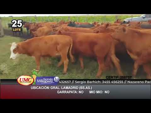 Lote 70 Terneros en Gral. Lamadrid, Buenos Aires