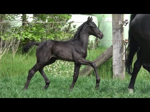 *2021 Stute von Taurus - His Highness SOLD!!!