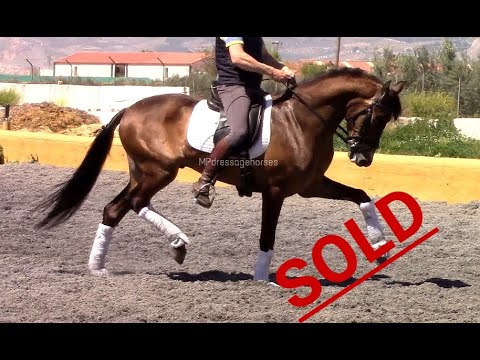 *SOLD* Buckskin, FEI Dressage PRE Gelding 2013 - Approx 1.66 m (R#1960)