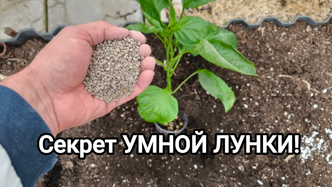 ВСЕГО 2 ГОРСТИ обеспечат УРОЖАЙ! Наполнять или не наполнять лунки при высадк?