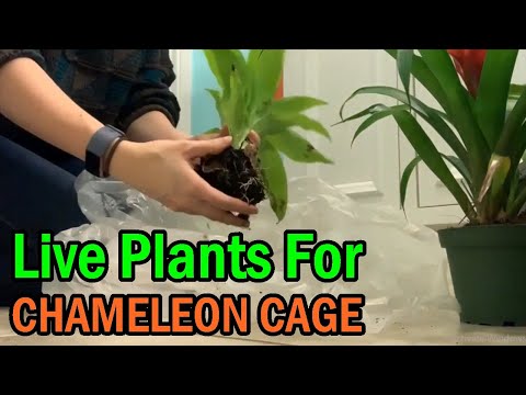 YouTube video about: Are bromeliads safe for chameleons?