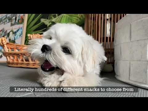 THIS TREAT CAN KILL YOUR DOG 🐶 😱