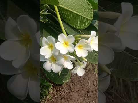 Champa flower #garden #shorts #viral #trending #champa #flowers #reels