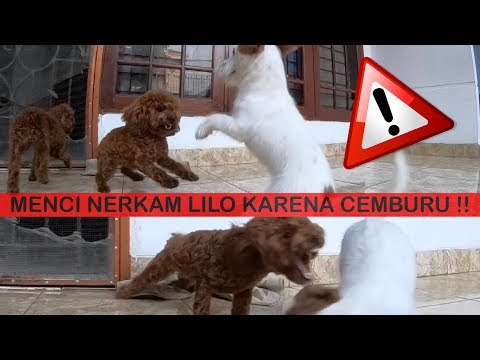 MENCI NERKAM LILO karena CEMBURU ! - VLOG ( Poodle vs Jack Russel )