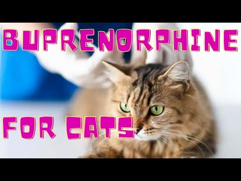 What Is Buprenorphine Used for in Cats?