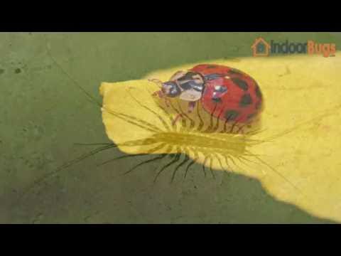 Common household bugs