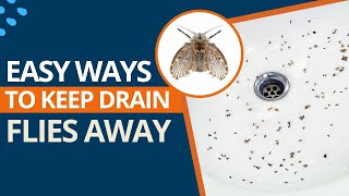How to Get Rid of Drain Flies Permanently?