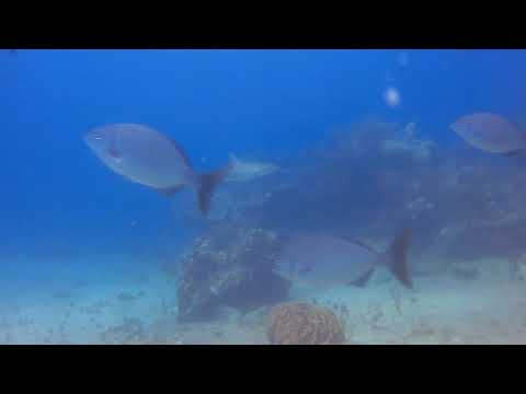 2020 07 05 dive dutch group