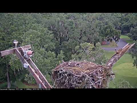 Second Osprey Fledges With Purpose From Savannah Nest – June 12, 2019