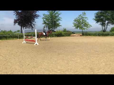 Señorita * 2018 by Sir Heinrich x Fürstenball