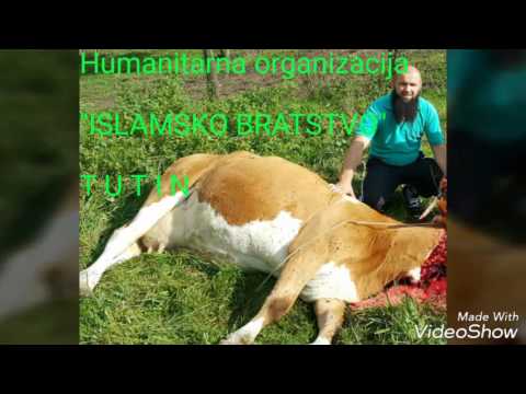 Podjela kurbana 2016 u HO ''Islamsko bratstvo'' Tutin