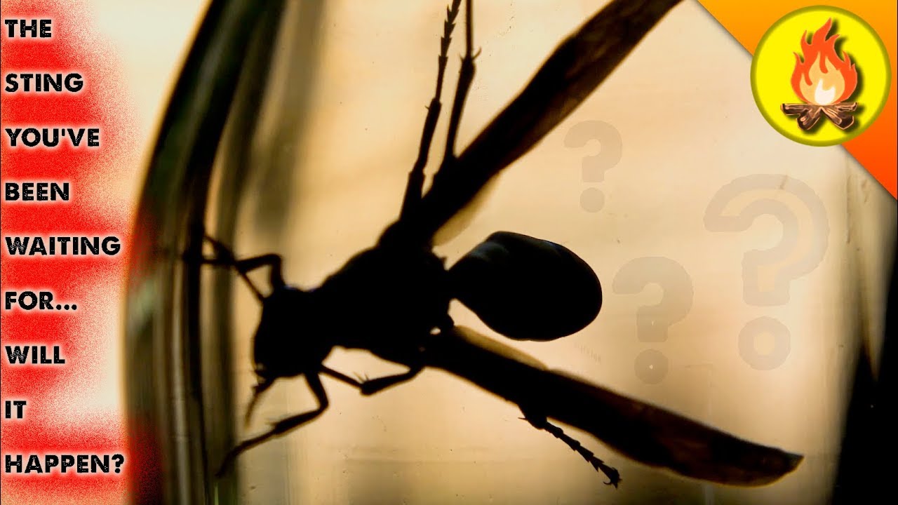 The BIG Sting...Will It Happen?