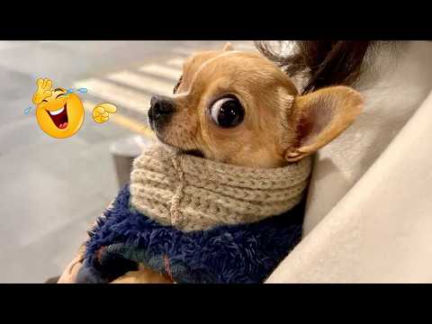 You Can’t Stop Laughing At These Dogs 🤣 FUNNIEST DOGS Video 2026