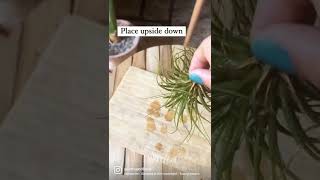 This is how you water an air plant 👀👀👀