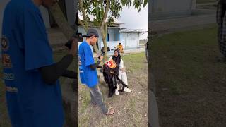 Download lagu Topeng Buto diserahkan sama ka Sulis mp3