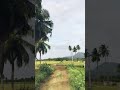 Mandram Vantha Thendralukku Ilayaraja Collection Nature Video WhatsApp Status Nature World