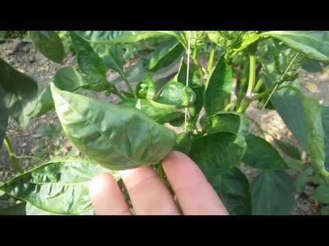condyloma acuminatum kezelese otthon