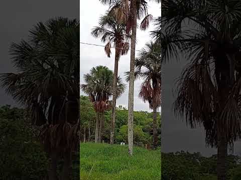 7.000,00 de Entrada 90 x de 799,00 Fixas  62 98141 4270 CHACARAS NA CACHOEIRA PRÓX ARAGOIÂNIA GO 