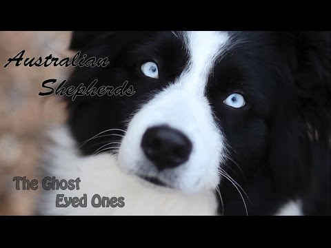 download lagu mp3 mp4 Australian Shepherd With Blue Eyes For Sale, download lagu Australian Shepherd With Blue Eyes For Sale gratis, unduh video klip Australian Shepherd With Blue Eyes For Sale
