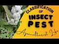 INSECT PEST CLASSIFICATION