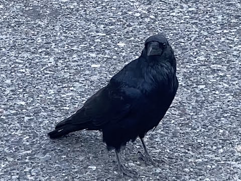 Big Fat Raven