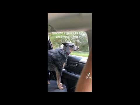 Animals Being Jerks | #shorts | r/animalsbeingjerks