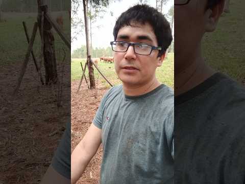🚜 UN DÍA DE CHACRA EN ELDORADO, MISIONES | TRABAJO EN FAMILIA ❤️