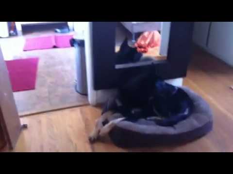 Duke Dog Training / Coaching video.