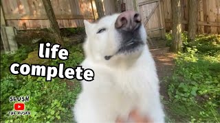 Husky's BEST Scratch of ALL TIME