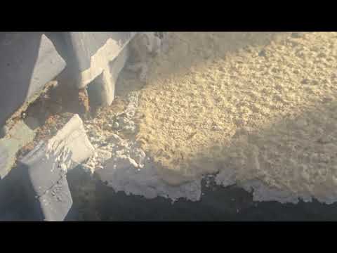 Colony of Ants March Into the Home in Beach Haven, NJ