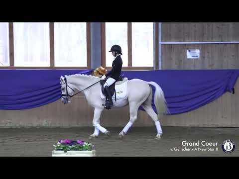 Burghof-Hengst Grand Coeur (RP) - 2019 geboren (Genscher x A New Star II)