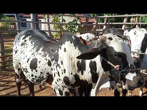 Feira de gado da intã de carnaiba P E 