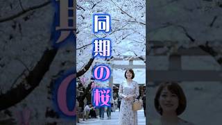 同期の桜 #さとうさおり