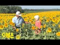 Man Plants 1 2 Million Sunflowers To Surprise Wife GMA