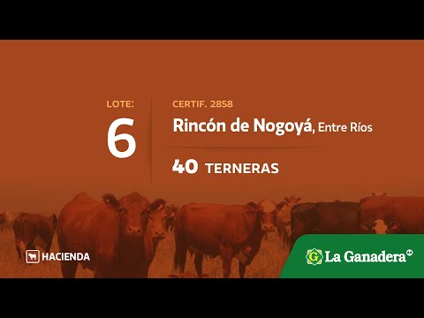  Terneras en Rincon de Nogoya (E.Rios)