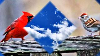 The Mastersons - "Birds Fly South"