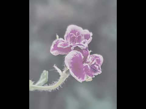 Pi Mezon  - Yet Apart (Feat. Miia Kosunen) Lyric Video