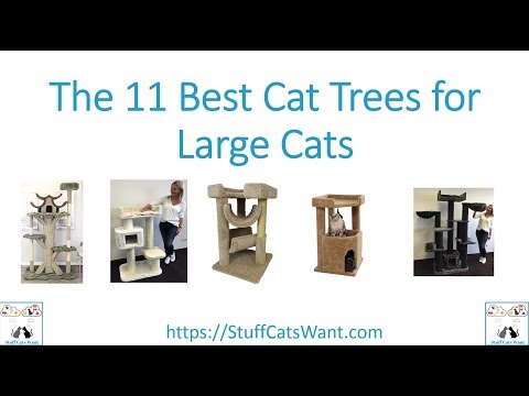 The 11 Best Cat Trees for Large Cats 2019