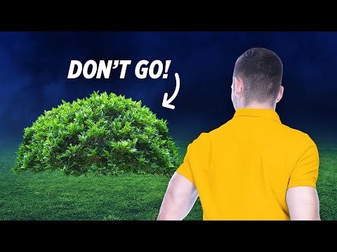 Witness21  2023 07 20