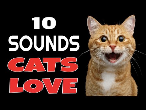 10 Sounds Cats Love To Hear The Most