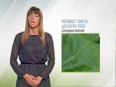 Zelena prognoza 05.8.2015. - O pegavosti lista šećerne repe