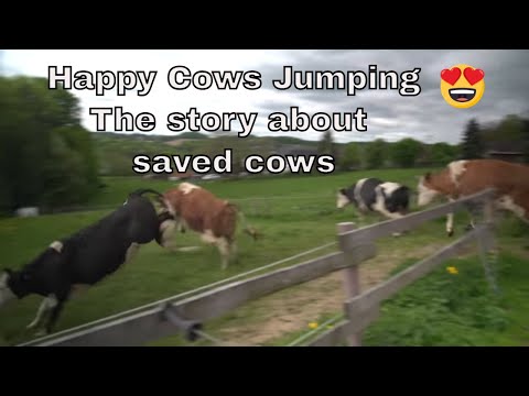 ⁣Happy Cows